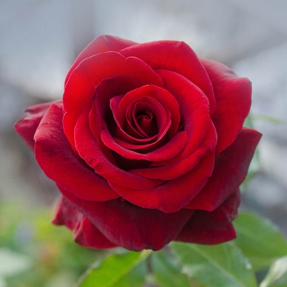 jacklinem718